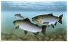 Pacific Salmon artwork (Oncorhynchus sp.)