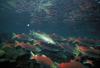 Sockeye Salmon (Oncorhynchus nerka)  / Rainbow Trout