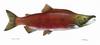 Sockeye Salmon artwork (Oncorhynchus nerka)