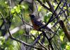 American Robin female (Turdus migratorius)