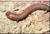 Red Hills Salamander (Phaeognathus hubrichti)
