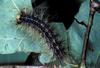 Gypsy Moth caterpillar (Lymantria dispar)
