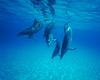 [NG] Nature - Atlantic Spotted Dolphins