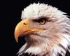 [NG] Nature - Bald Eagle