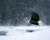 [NG] Nature - Bald Eagle in Flight