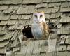 [NG] Nature - Barn Owl in Roof Hole