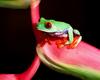 [NG] Nature - Red-Eyed Tree Frog