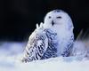 [NG] Nature - Snowy Owl