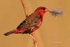 Red Avadavat (Amandava amandava amandava) - Adult male in breeding plumage