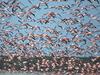 [Daily Photos 08 August 2005] Flock of Greater Flamingos, Ria Celestun Biosphere Reserve, Mexico