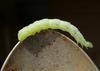 fat caterpillar 1