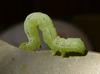 fat caterpillar 3