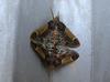 moths mating