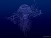 [Digital Blasphemy] 6 Jellyfishes