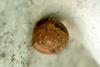Round Snail resting on the coner of wall