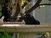 Common blackbird bathing