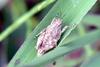 Very small Pygmy Grasshopper