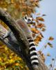 Ring-tailed Lemur (Lemur catta) 3