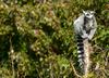 Ring-tailed Lemur (Lemur catta) 4