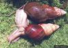 Giant East African Snail (Achatina fulica)