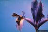 Bumble Bee (Bombus sp.)