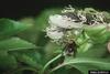 Bumble Bee (Bombus sp.)