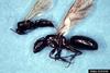 Carpenter Ant male and female (Camponotus sp.)
