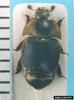 Small Hive Beetle (Aethina tumida)
