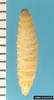 Small Hive Beetle larva (Aethina tumida)