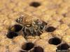 Honey Bee Varroa Mite (Varroa destructor)
