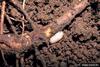 Scarab Beetle larva (Scarabaeidae)