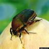 Green June Beetle (Cotinis nitidus)