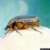 Green June Beetle (Cotinis nitidus)