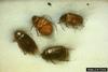 June Beetle (Phyllophaga sp.)