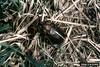 June Beetle (Polyphylla hammondi)