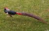 My lady Amherst Pheasant ( male ) - Lady Amherst's pheasant (Chrysolophus amherstiae)