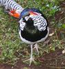 My Lady Amherst Pheasant ( male ) - Lady Amherst's pheasant (Chrysolophus amherstiae)