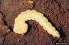 Steelblue Jewel Beetle larva (Melanophila cyanea)