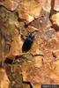 Steelblue Jewel Beetle (Phaenops cyanea)