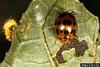 Squash Lady Beetle (Epilachna borealis)