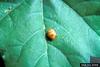 Mexican Bean Beetle (Epilachna varivestis)