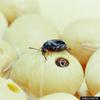 Common Bean Weevil (Acanthoscelides obtectus)