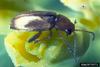 Minute Spurge Flea Beetle (Aphthona abdominalis)