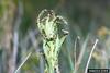 Brown Dot Leafy Spurge Flea Beetle (Aphthona cyparissiae)