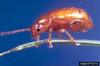 Copper Leafy Spurge Flea Beetle (Aphthona flava)