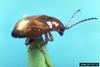Black Dot Spurge Flea Beetle (Aphthona nigriscutis)