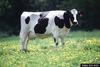 Milk Cow (Bos taurus)