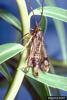 Hungarian Clearwing Moth (Chamaesphecia hungarica)