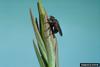 Stem-mining Fly (Pegomya euphorbiae)