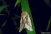 Defoliator Moth (Simyra dentinosa)